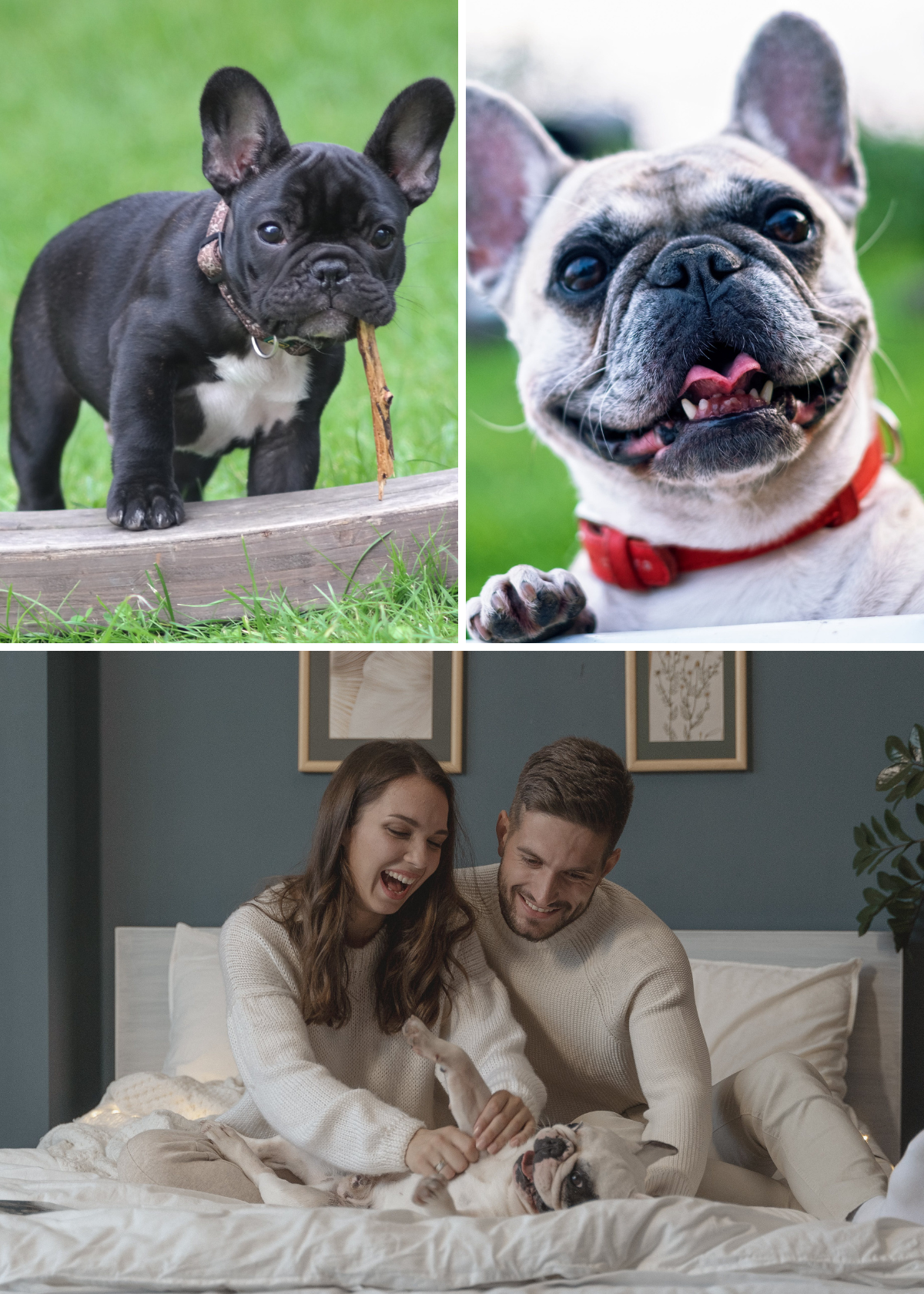 French Bulldog Fabulousness Unleashed: Your Guide to the Best Shampoo for Happy, Healthy Pups!