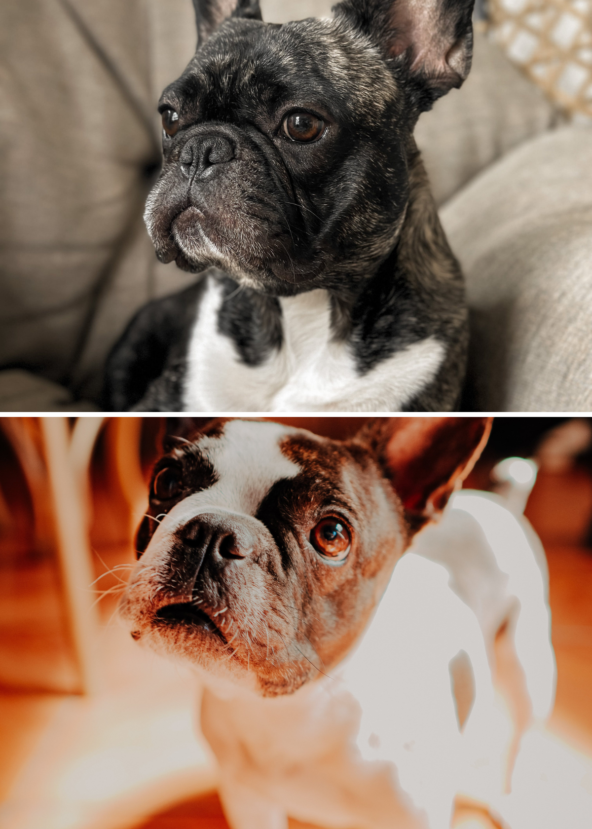 Unraveling the Myth: Can You Safely Use Johnson's Baby Shampoo on Your French Bulldog?