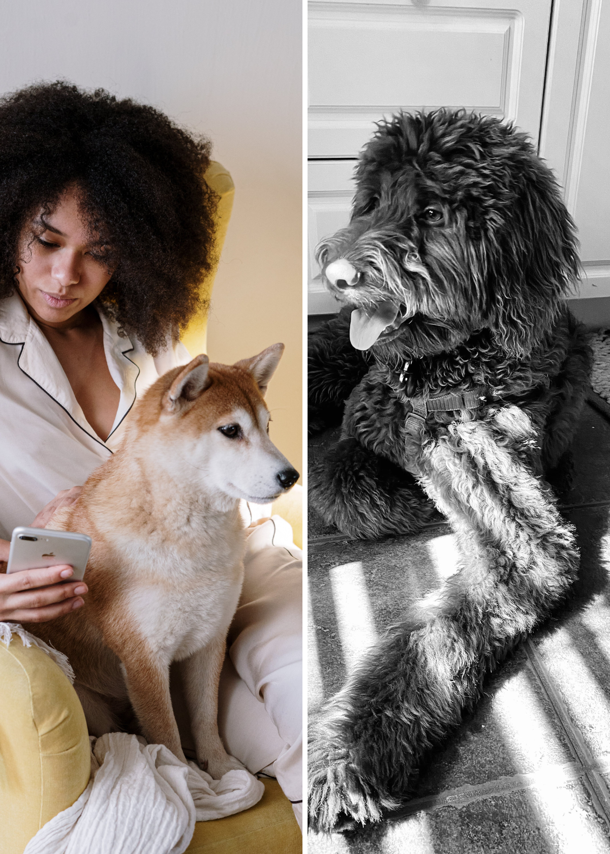 The Ultimate Guide to Dog Hair Removers!