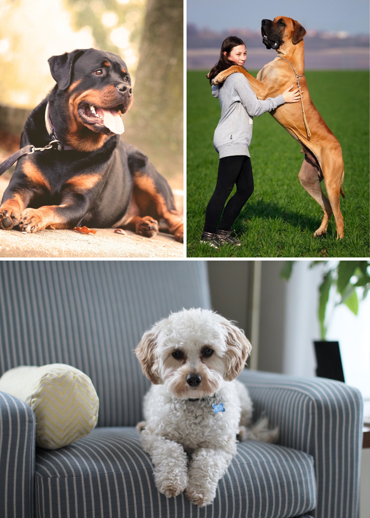 Unlocking the Benefits of Dog Probiotics for Your Canine Companion!